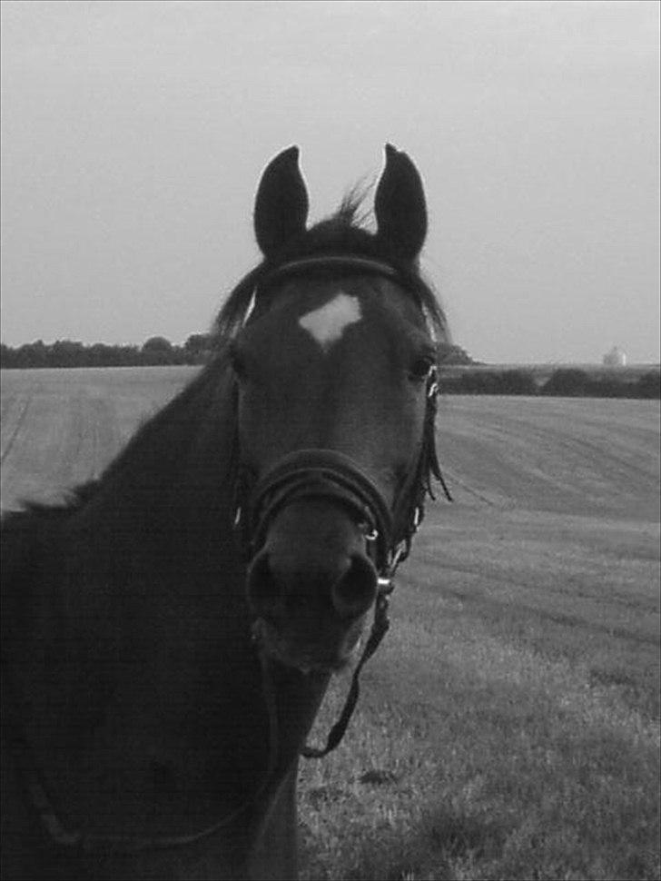 Anden særlig race Fighter billede 15