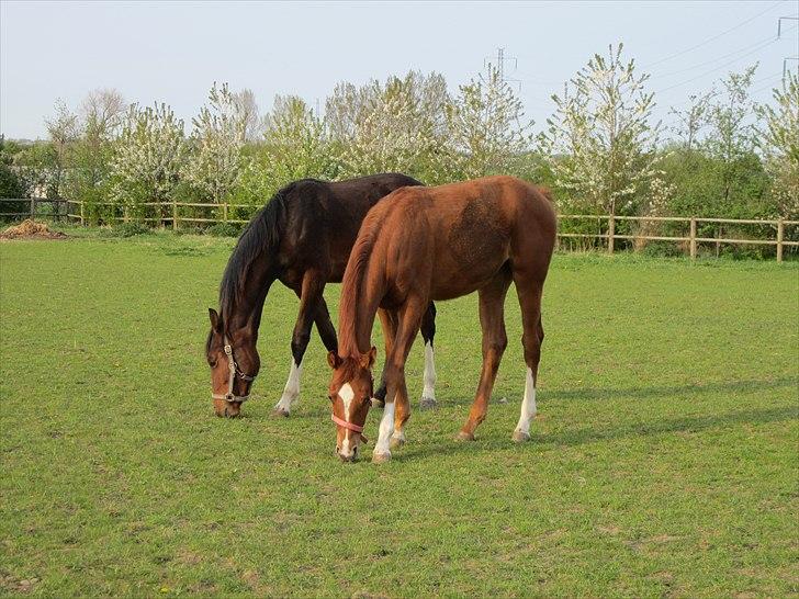 Dansk Varmblod J'adore - J´adore og Charlie <3 billede 8