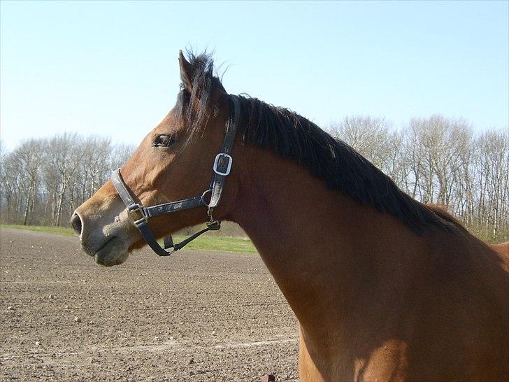 Anden særlig race Fighter billede 16