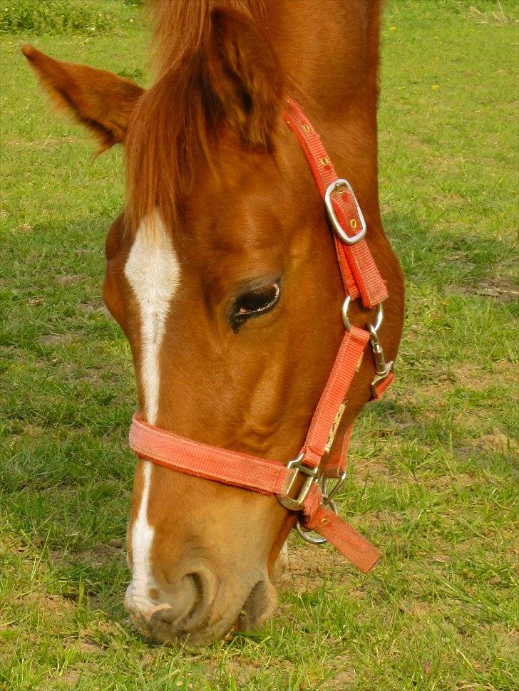 Dansk Varmblod J'adore billede 9