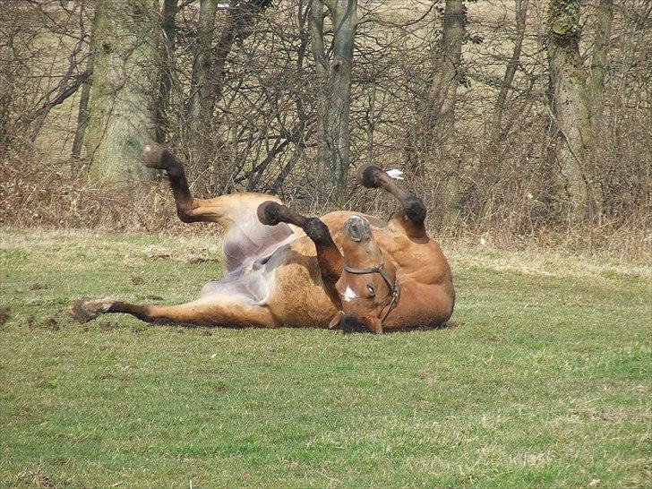 Anden særlig race Fighter billede 18
