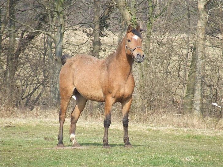 Anden særlig race Fighter billede 19
