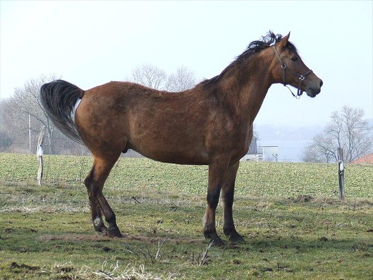 Anden særlig race Fighter billede 20