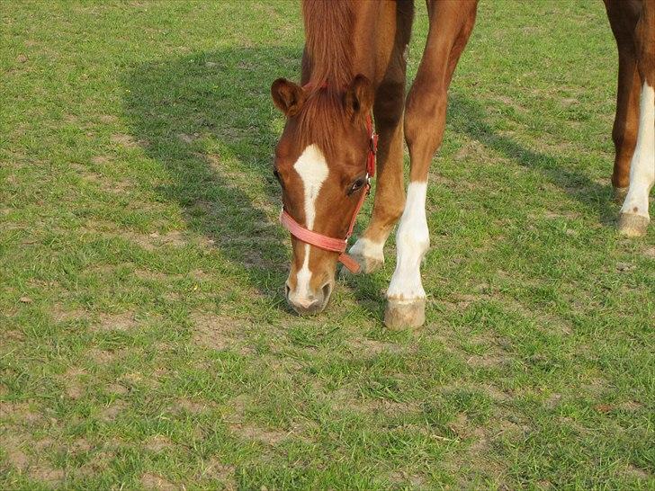 Dansk Varmblod J'adore billede 10