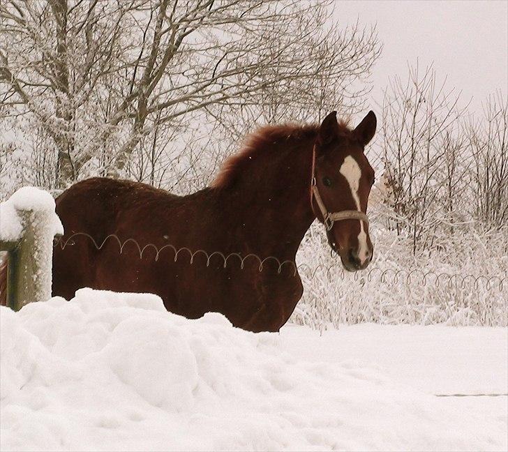 Dansk Varmblod J'adore billede 11