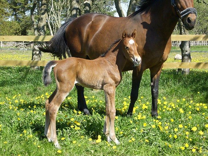 Dansk Varmblod Castana L - Sikke som hun udvikler sig positivt :) billede 14