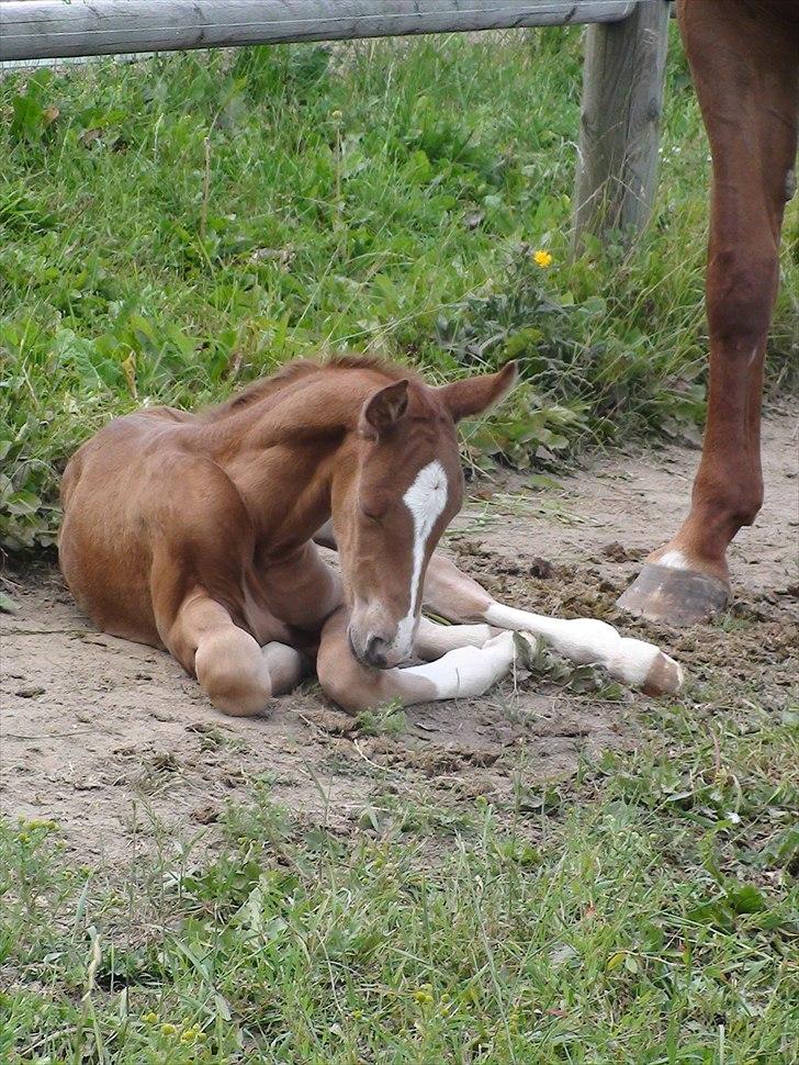Dansk Varmblod J'adore - Første gang hun var ude. <3 billede 12