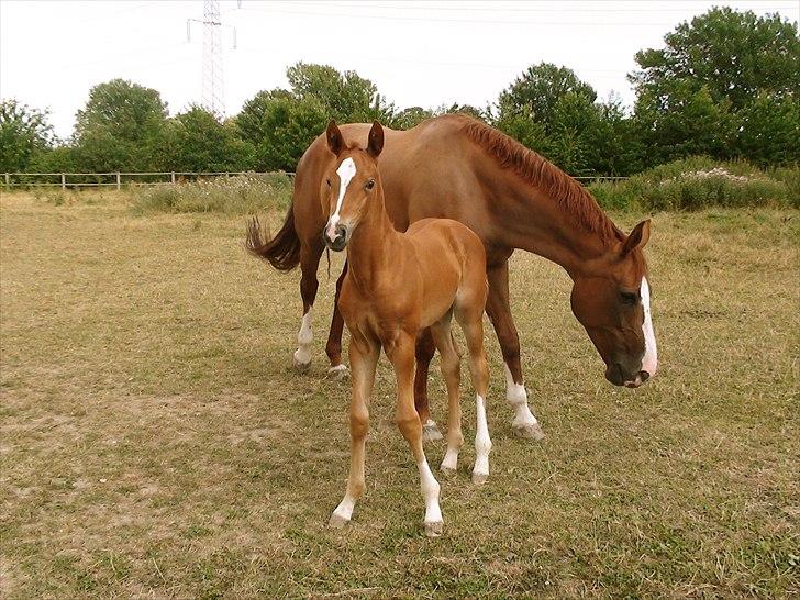 Dansk Varmblod J'adore billede 13