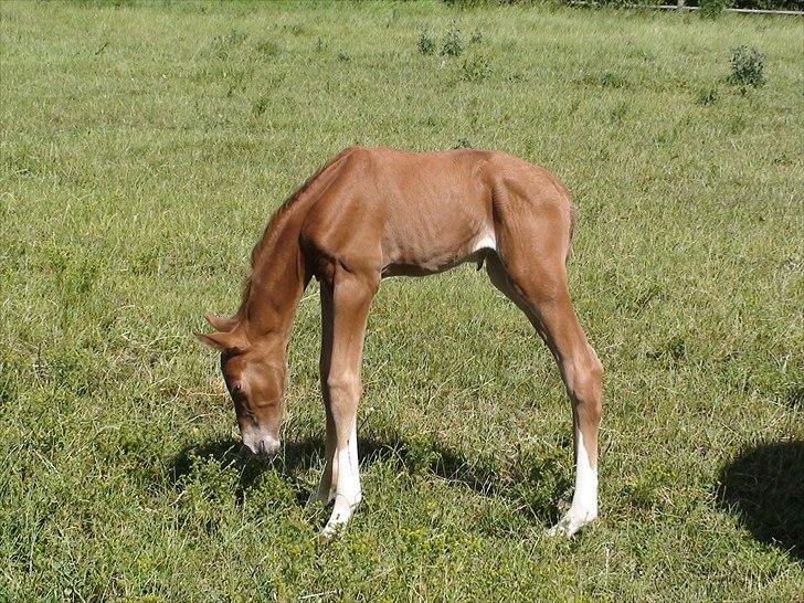 Dansk Varmblod J'adore - Kun et døgn gammel :D billede 15
