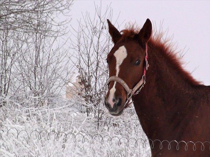 Dansk Varmblod J'adore billede 16