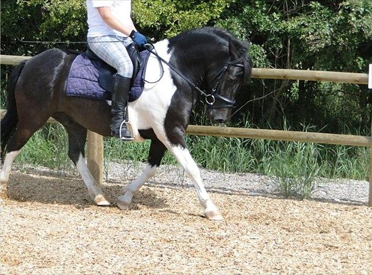 Anden særlig race Spike - ikke mig der rider. billede 7