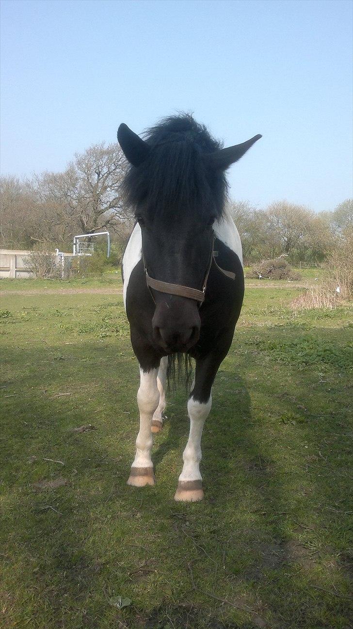 Anden særlig race Spike billede 9