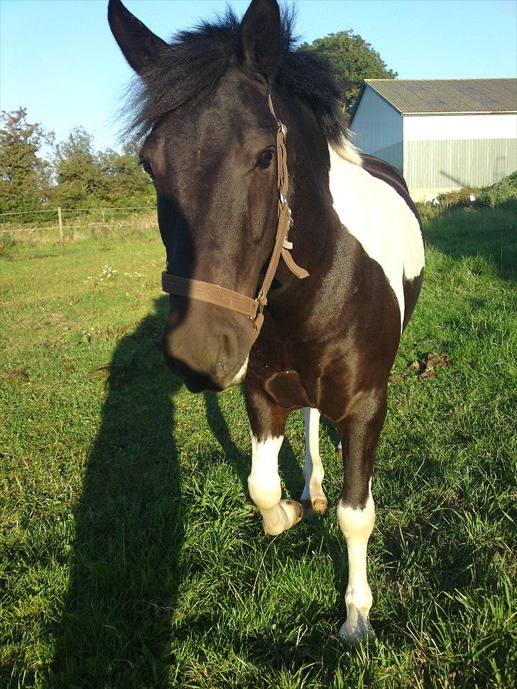 Anden særlig race Spike billede 10