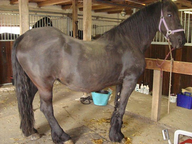 Frieser Hilda - Hilda en ugen inden hun foler :-) Hun er ifolet med min gamle frieser hingst som hedder zippo. billede 7