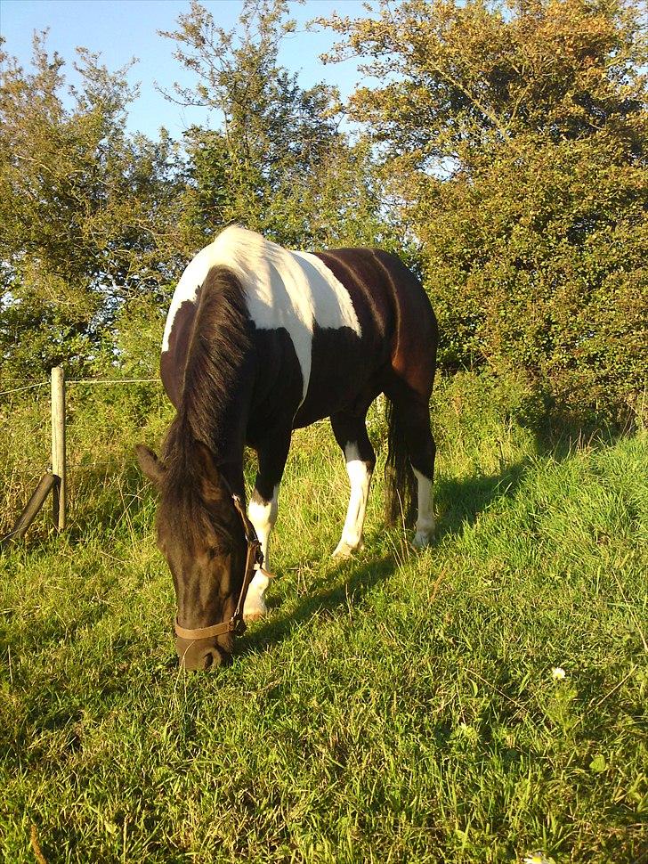 Anden særlig race Spike billede 11