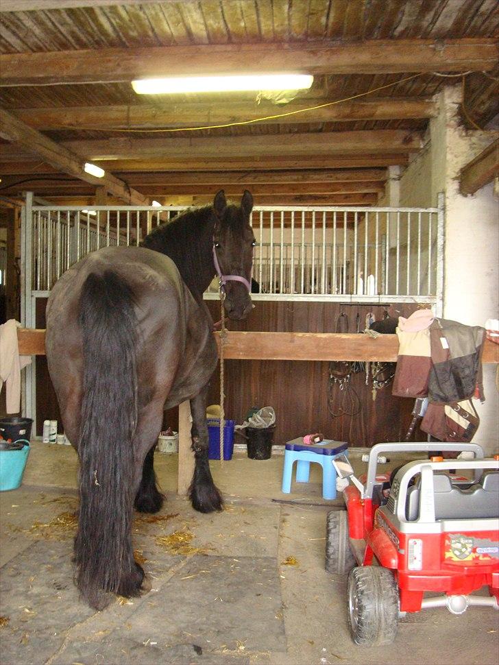 Frieser Hilda - Hilda en uge inden hun foler :-) billede 8