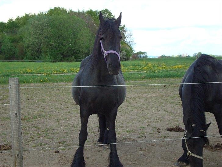 Frieser Hilda - Hilda en uge inden hun foler billede 9
