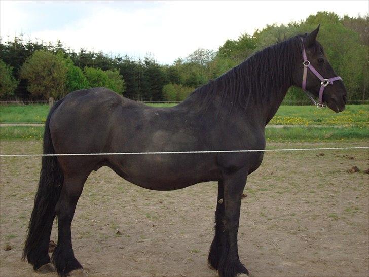 Frieser Hilda - hilda mor inden hun skal fole :-) billede 10