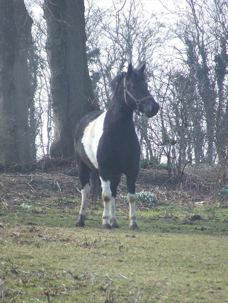 Anden særlig race Spike billede 13
