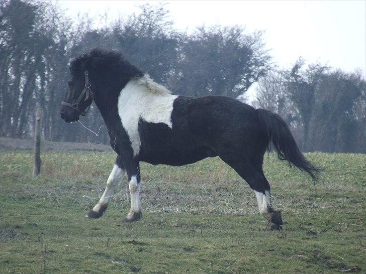 Anden særlig race Spike billede 14