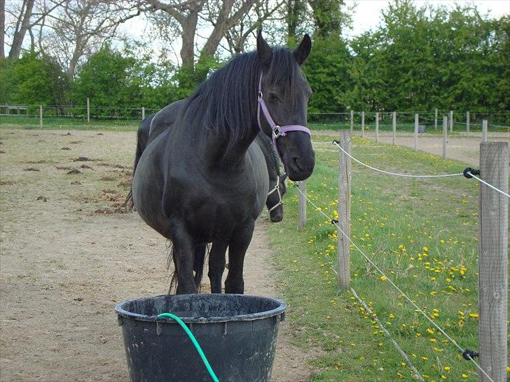 Frieser Hilda - Hilda er MEGET tørstig :-) billede 11