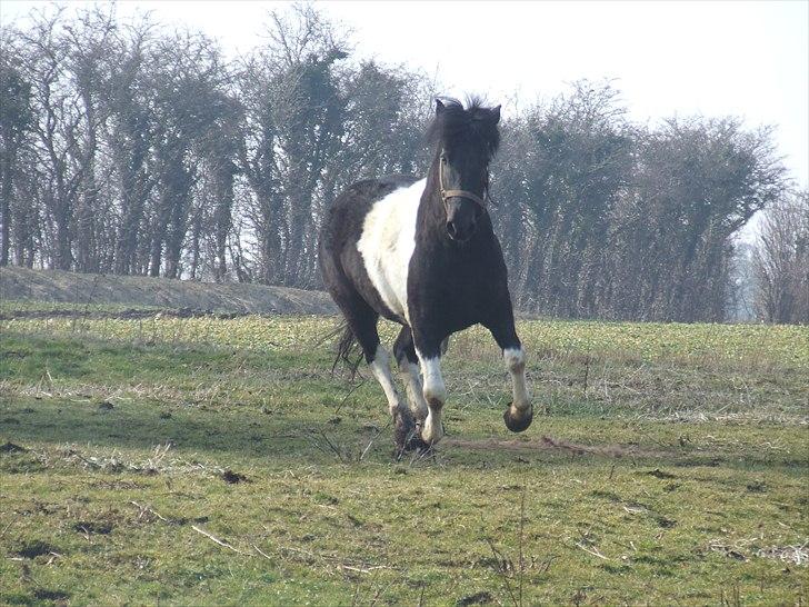 Anden særlig race Spike billede 15