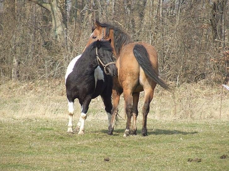 Anden særlig race Spike billede 16