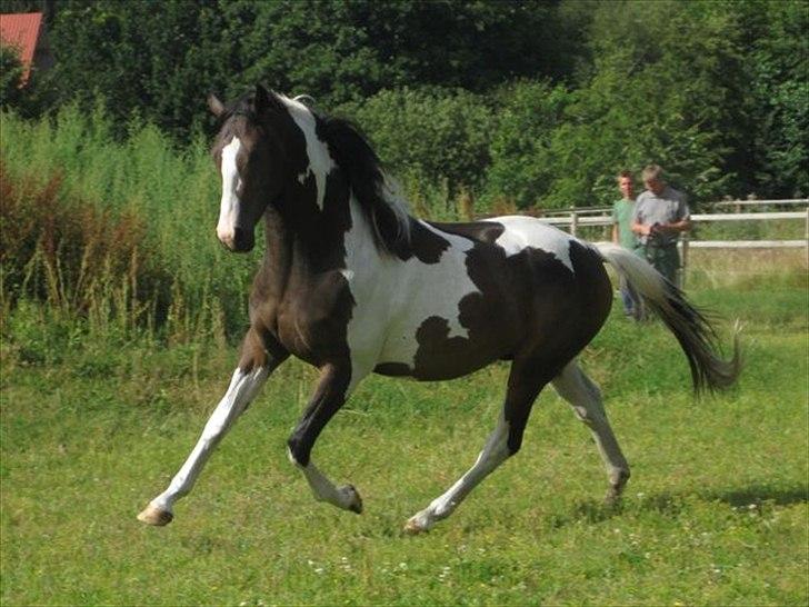 Dansk Varmblod Hedens Pacifique - Hedens Pacifique 2 år - hos avler billede 5