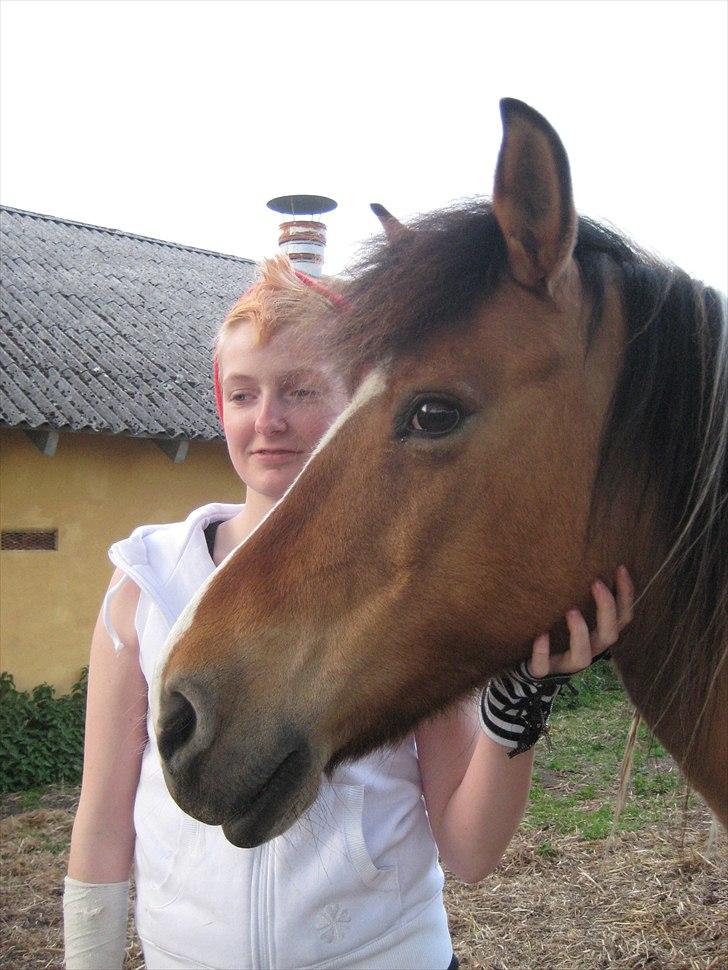 Anden særlig race Laika billede 1