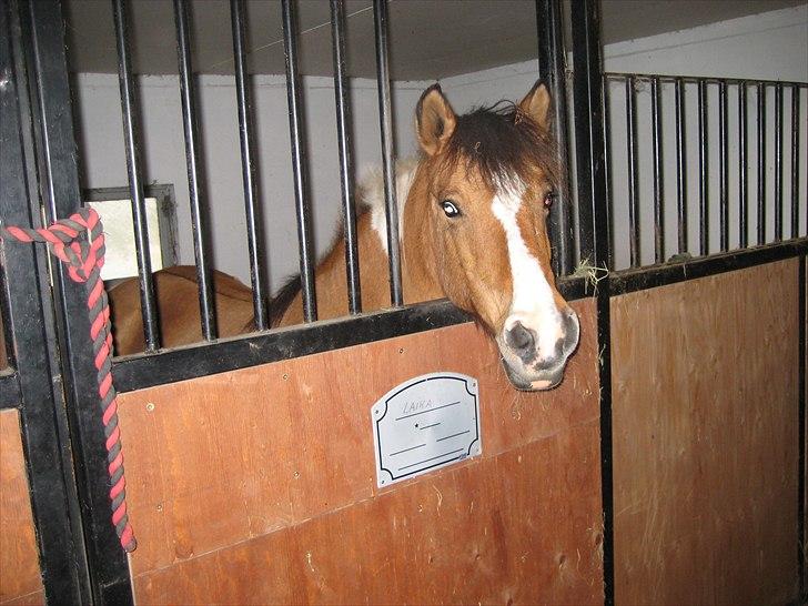 Anden særlig race Laika billede 2