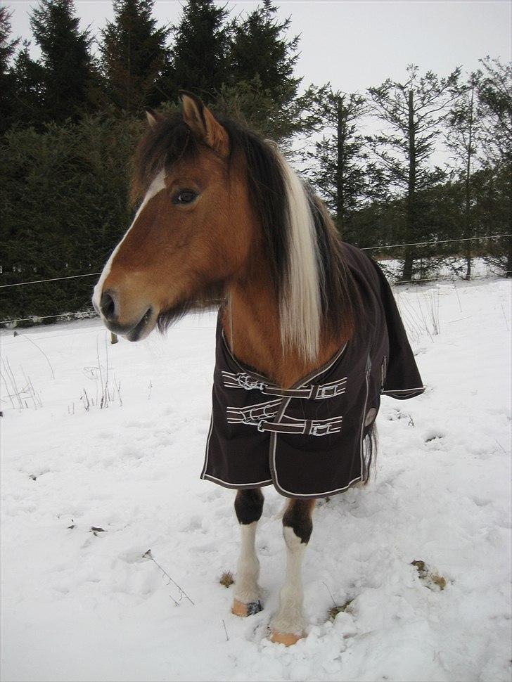 Anden særlig race Laika billede 3