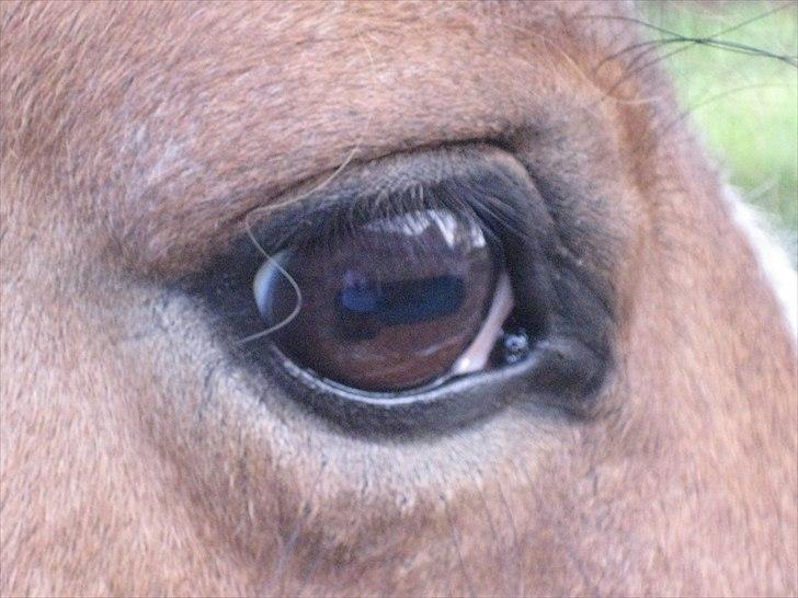 Anden særlig race Laika billede 4