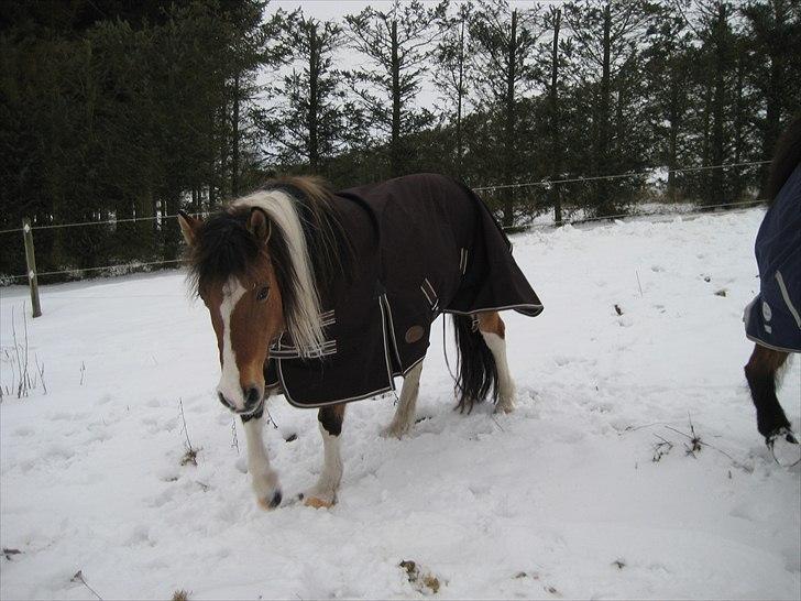 Anden særlig race Laika billede 6