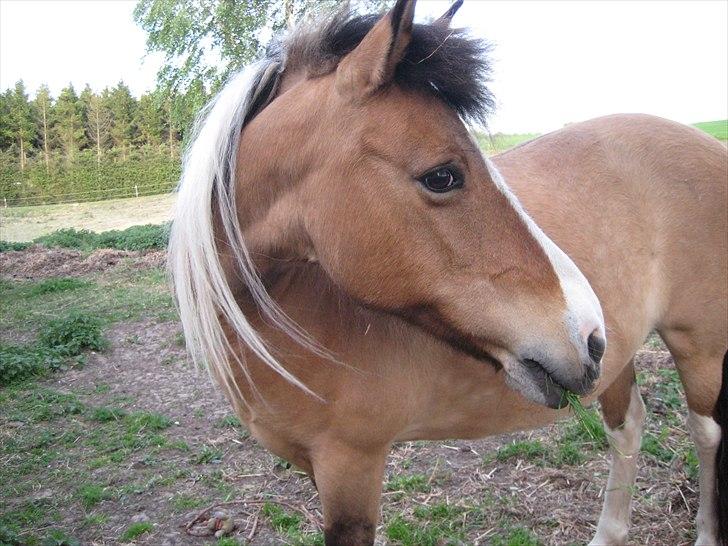 Anden særlig race Laika billede 7