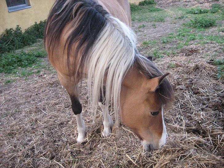 Anden særlig race Laika billede 8