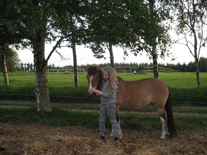 Anden særlig race Laika billede 9