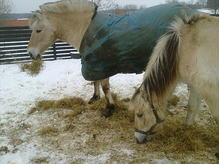 Fjordhest | Cirkeline SOLGT-Savnet!<3 *Farvel min skat* - Vinter 2011 <3
Det var før Cirkeline fik klippet manen :-p billede 8