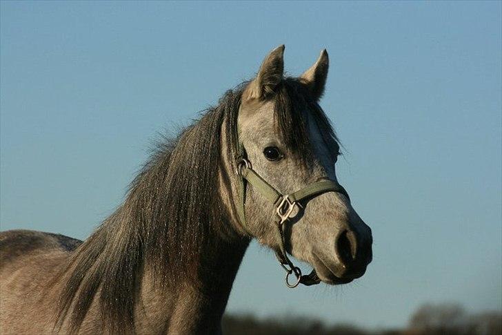 Arabisk fuldblod (OX) Dy Faheema - Foto Mette L billede 2