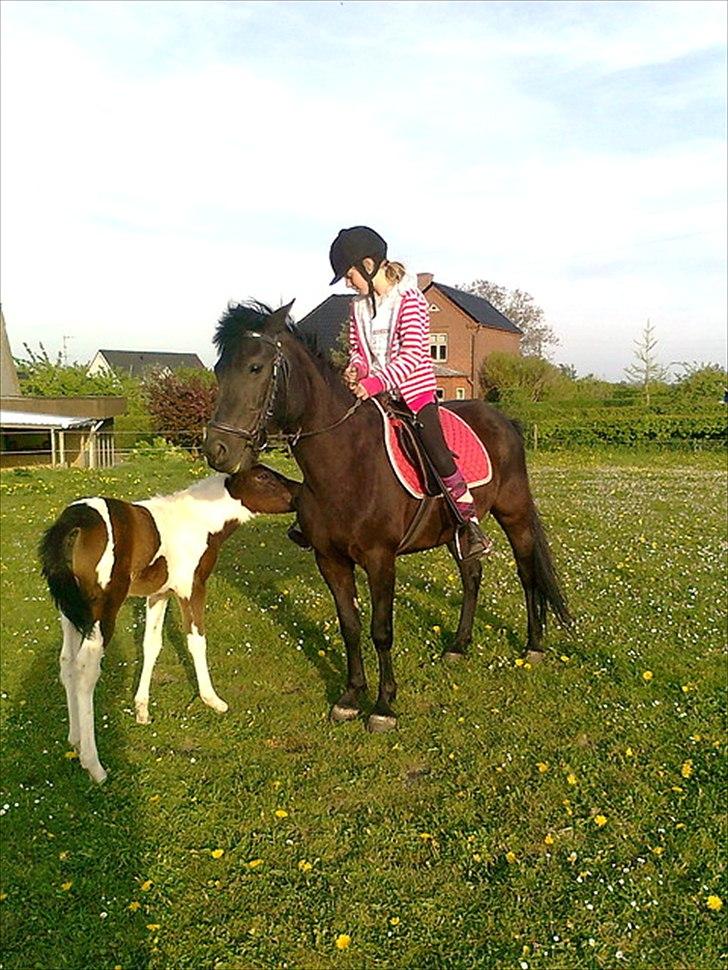 Anden særlig race Kiabella - Kiabellas føl er nysgerig billede 8