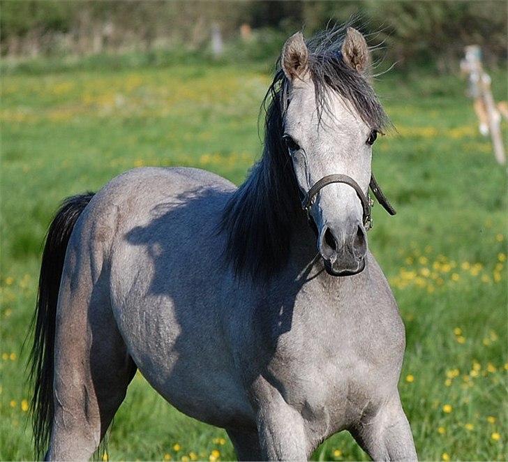 Arabisk fuldblod (OX) Dy Faheema - Foto Jani P billede 11