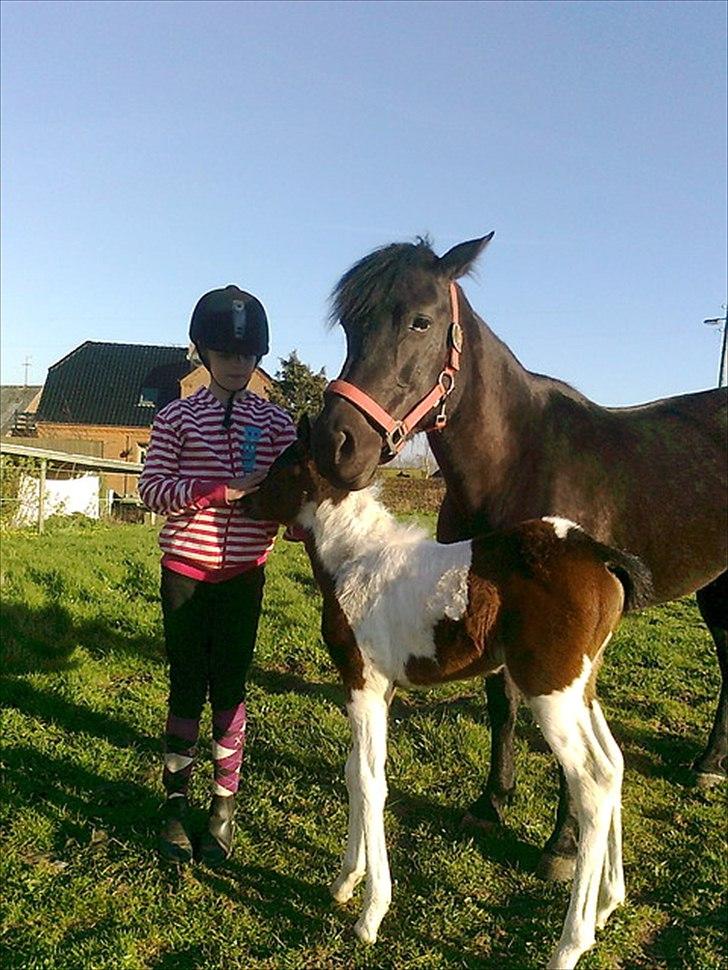 Anden særlig race Kiabella - Mor og datter så nusser sød er de begge billede 12