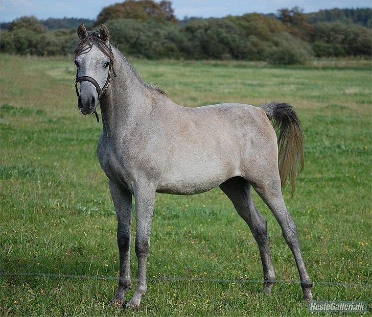 Arabisk fuldblod (OX) Dy Faheema - Foto Mette L billede 9