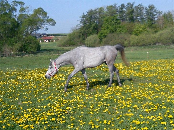 Arabisk fuldblod (OX) Dy Faheema - foto taget af mig selv =) billede 13