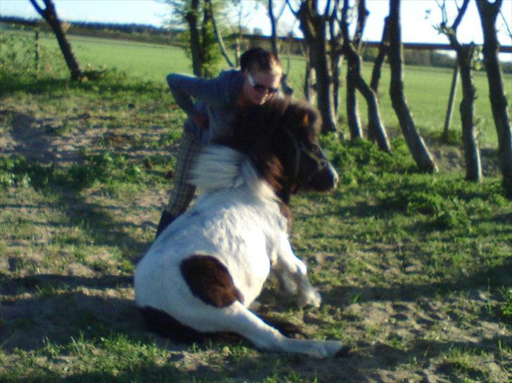 Shetlænder Buller The Bandit - 1/5-2011 billede 6