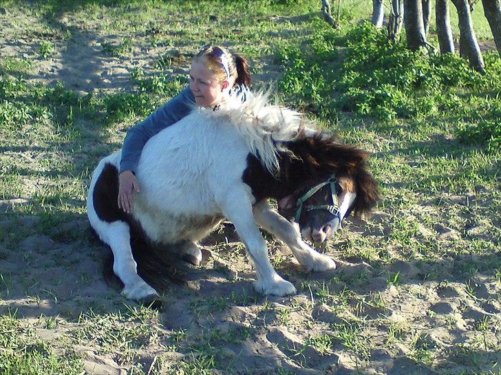 Shetlænder Buller The Bandit - 1/5-2011 billede 3