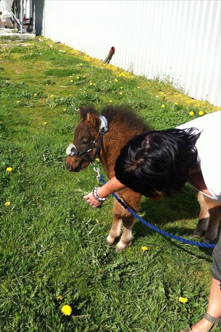 Miniature Fiskergårdens Tino billede 13