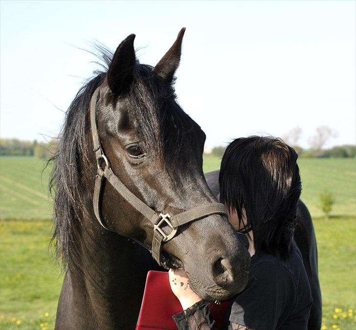 Arabisk fuldblod (OX) Sarí Glory Dahma billede 1