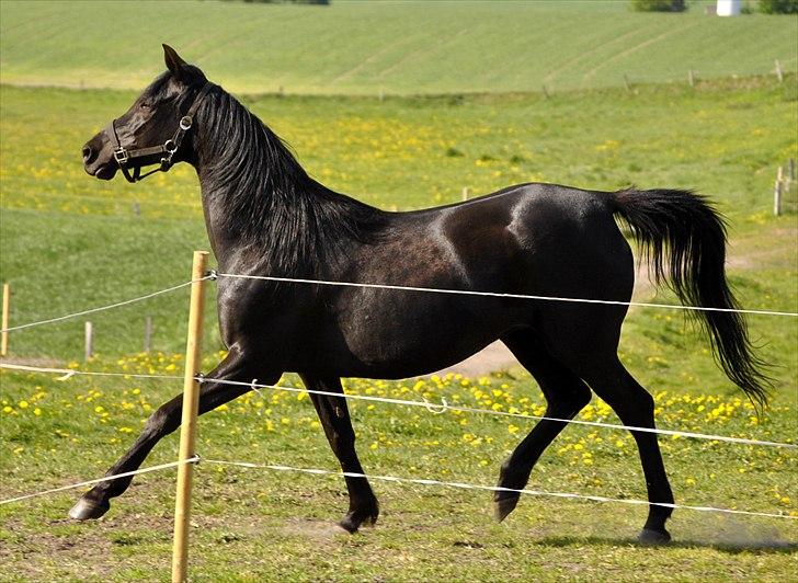 Arabisk fuldblod (OX) Sarí Glory Dahma billede 2