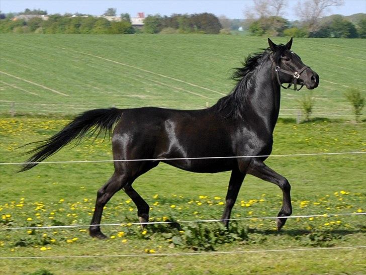 Arabisk fuldblod (OX) Sarí Glory Dahma billede 3