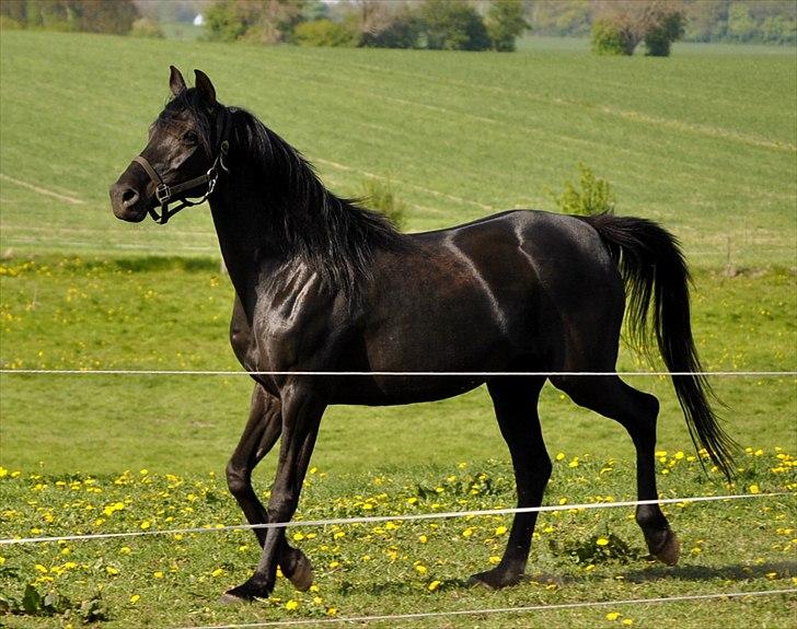 Arabisk fuldblod (OX) Sarí Glory Dahma billede 4